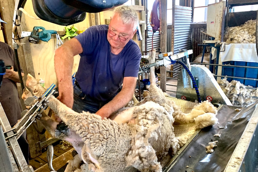a man is shearing sheep on a platform