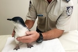 A man looks at the camera, clutching a penguin.