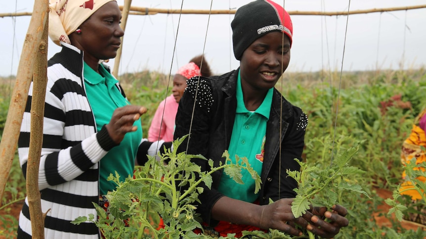 Women working in horticulture in Mozambique, in a project funded by the Australian Centre for International Agricultural Research (ACIAR)
