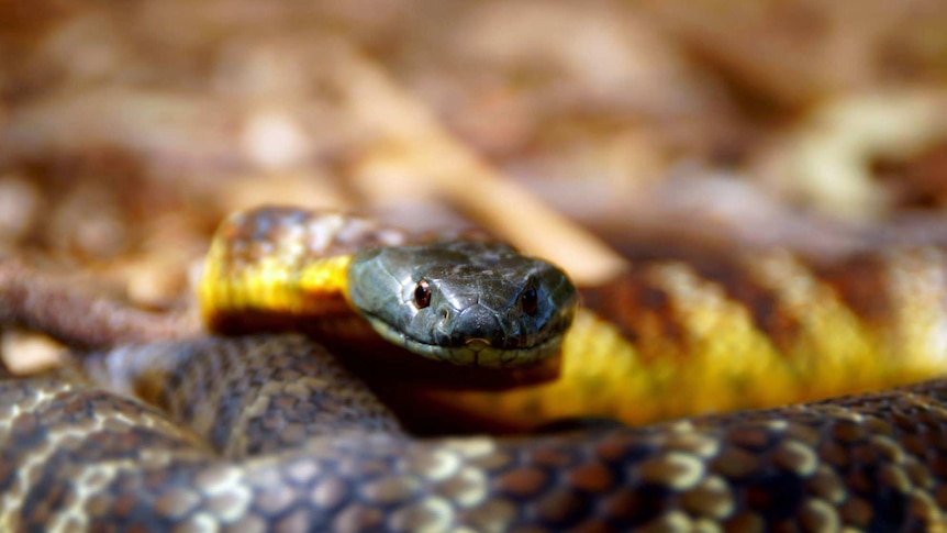 A tiger snake