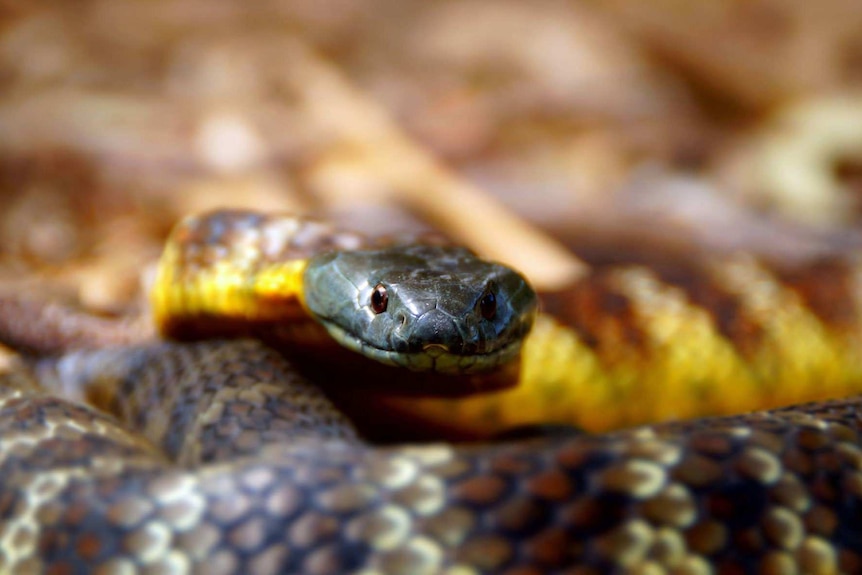 A tiger snake