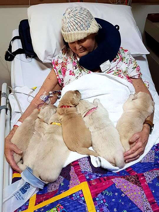 Gillian Rolton in hospice with a litter of puppies