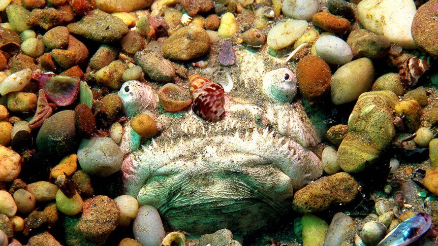 A king of camouflage: A stargazer fish hides amongst the shells and rocks on the sea floor.