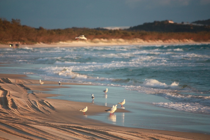 Seagulls on a beach at Fraser Island.