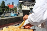 Apiarist Jack Stone removes burr comb from one of two beehives on the rooftop of the Gunshop Cafe.