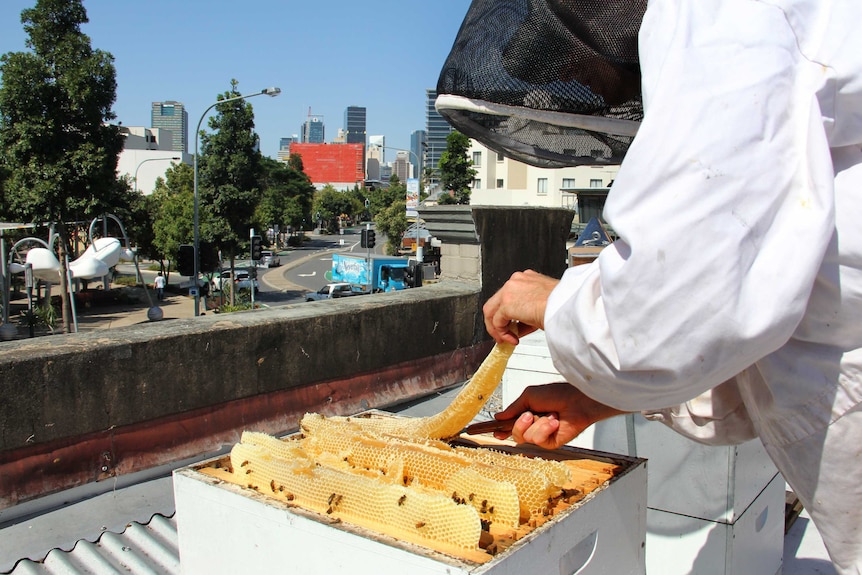 Jack Stone harvests honeycomb made by bees in one of two beehives on the rooftop of the Gunshop Cafe.