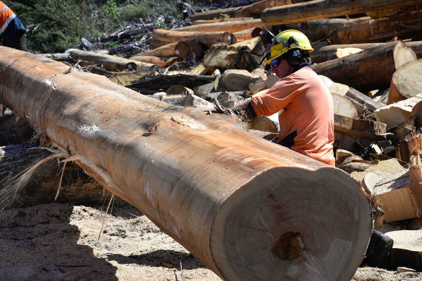 Cutting timber harvested from native forest regrowth in southern Tasmania