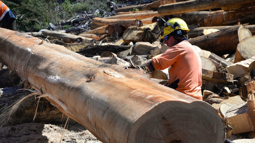 Cutting timber harvested from native forest regrowth in southern Tasmania