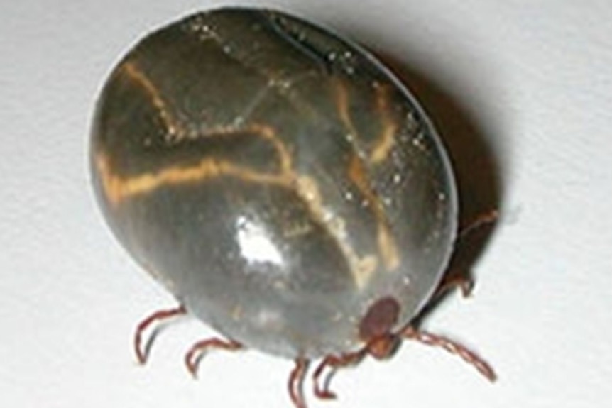 An engorged tick.