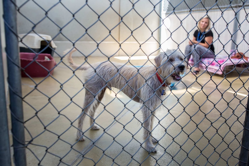 Terrier-cross Sammy at the Lort Smith Animal Hospital