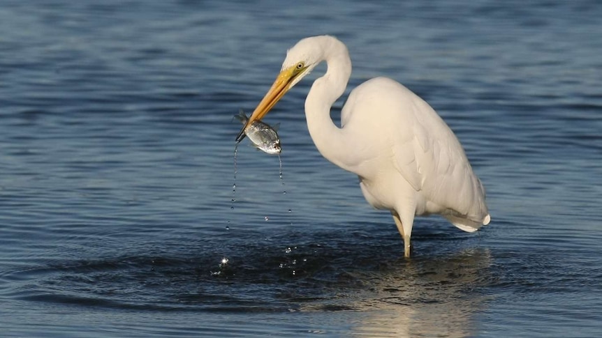 A close up of a bird eating a fish.