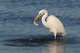 A close up of a white bird eating a fish in a river.