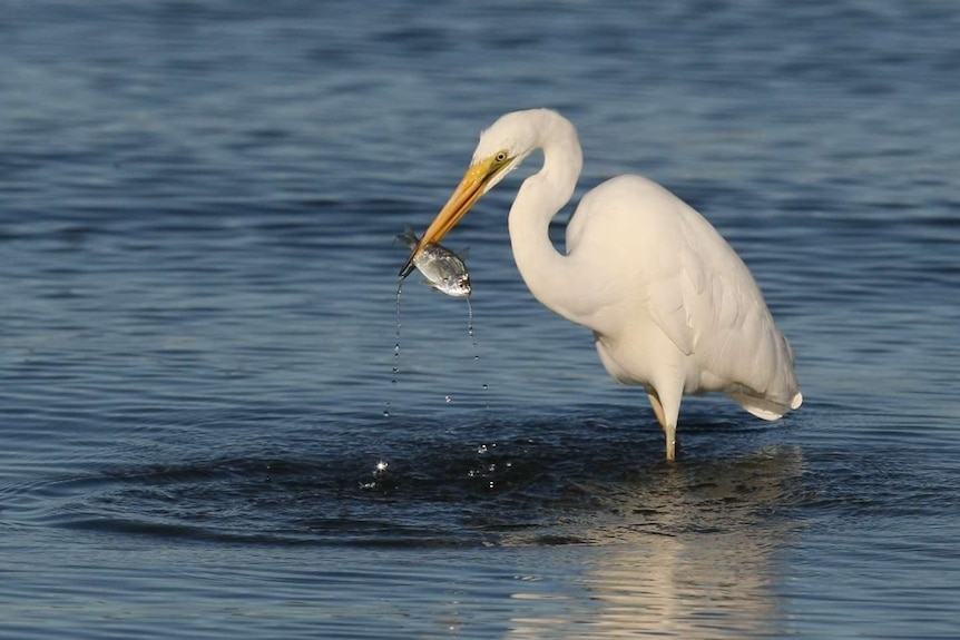 A close up of a white bird eating a fish in a river.