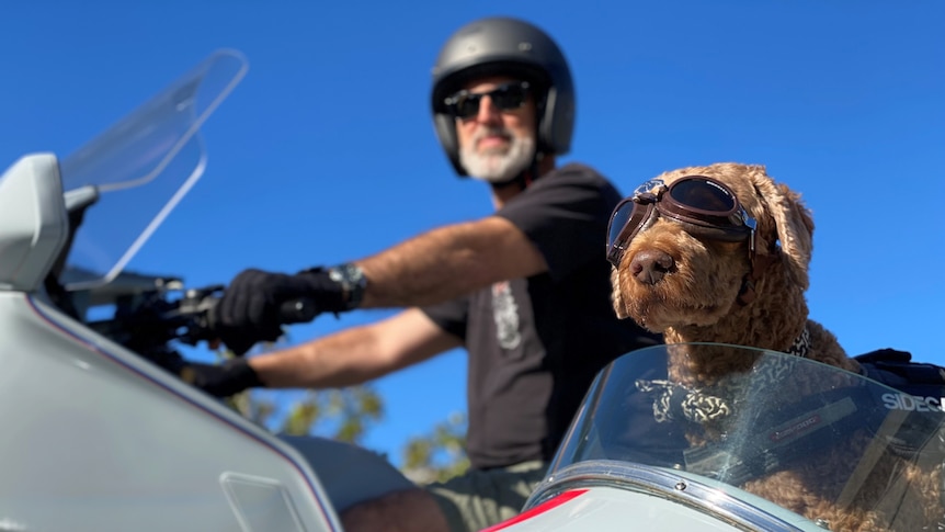 Man on motorbike and dog in sidecar. 