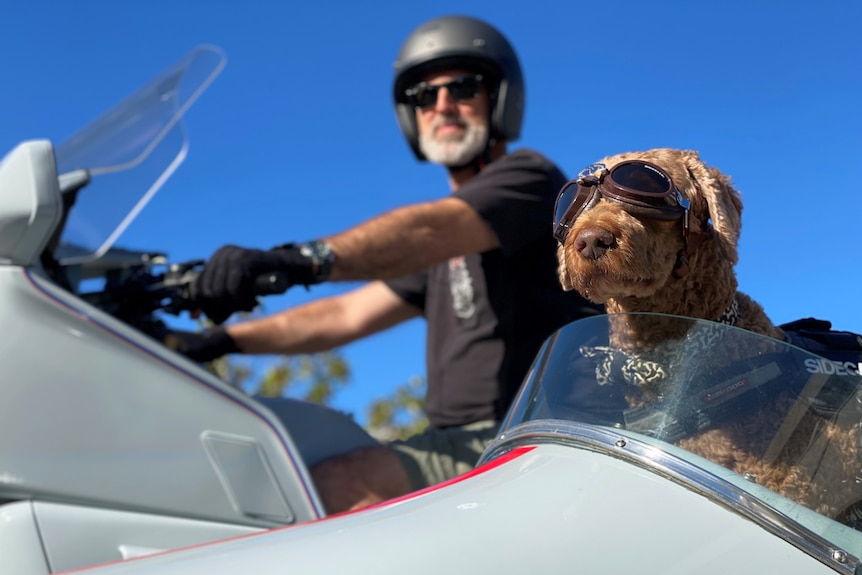 Man on motorbike and dog in sidecar. 