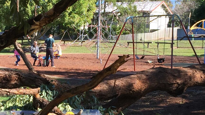 A tree came down in a park in Mitchelton.
