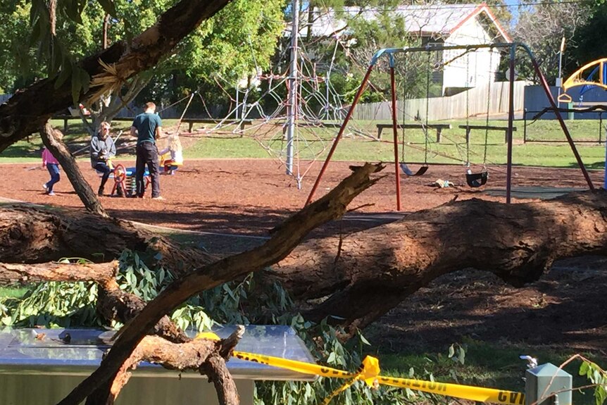 A tree came down in a park in Mitchelton.