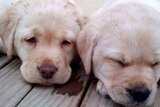 Carers get to keep an eight-week-old labrador or retriever puppy for up to a year.