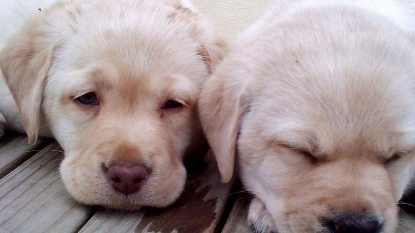 Carers get to keep an eight-week-old labrador or retriever puppy for up to a year.