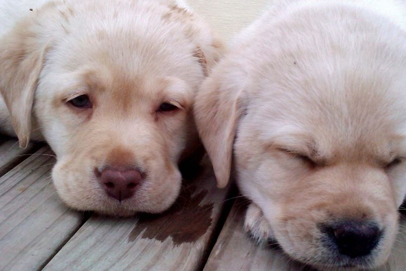 Two golden labrador pupies about eight weeks old looking sleeping next to each other.