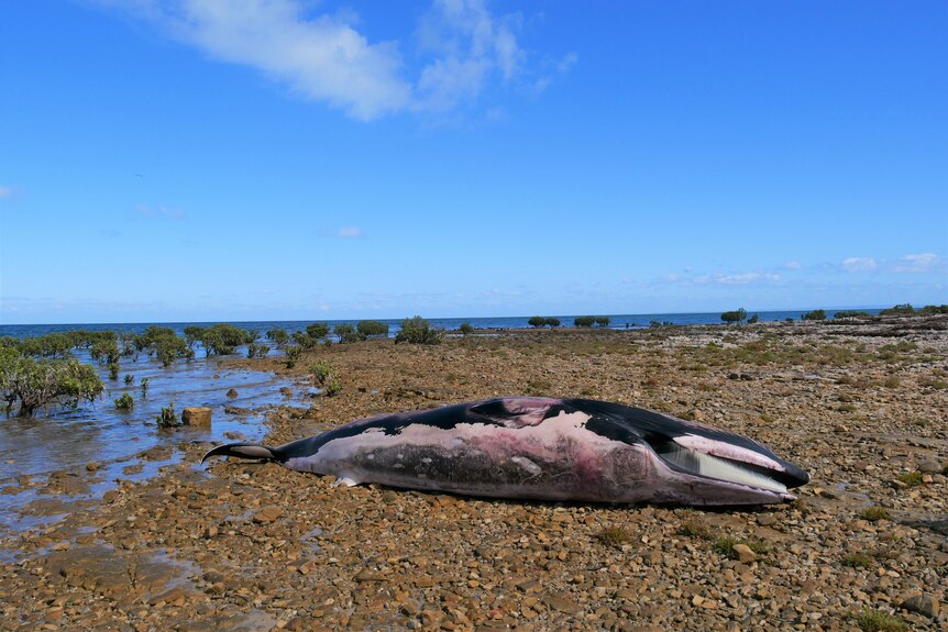 New whale carcass washes ashore in Nova Scotia