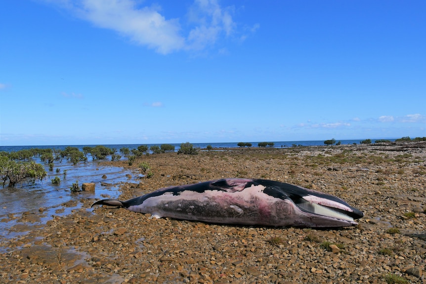 A dead whale on a stoney beach.
