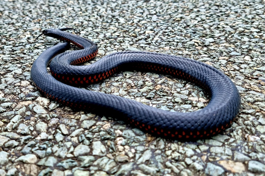 Red-Bellied Black Snake on a gravel road.