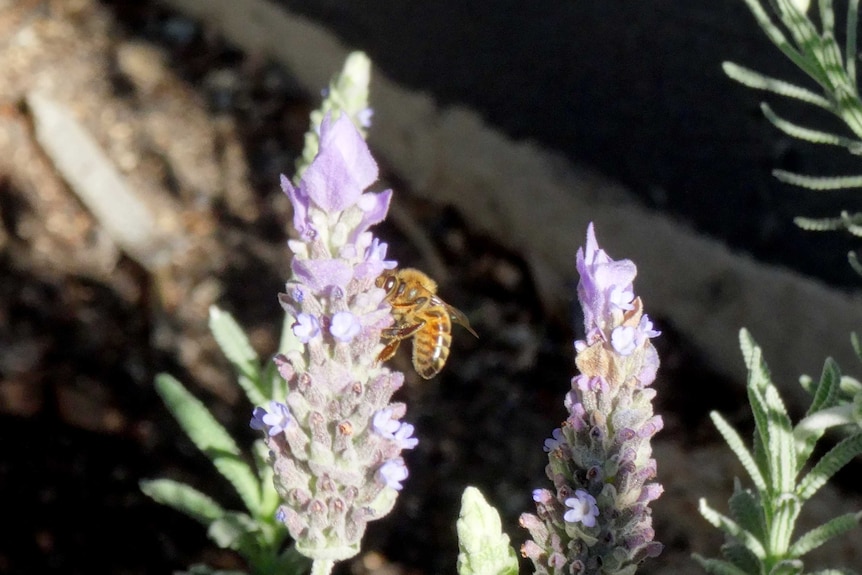 A tight photo of a bee on a lavender flower. There is a second lavender flower in the background.
