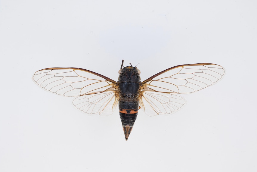 top down view of a cicada