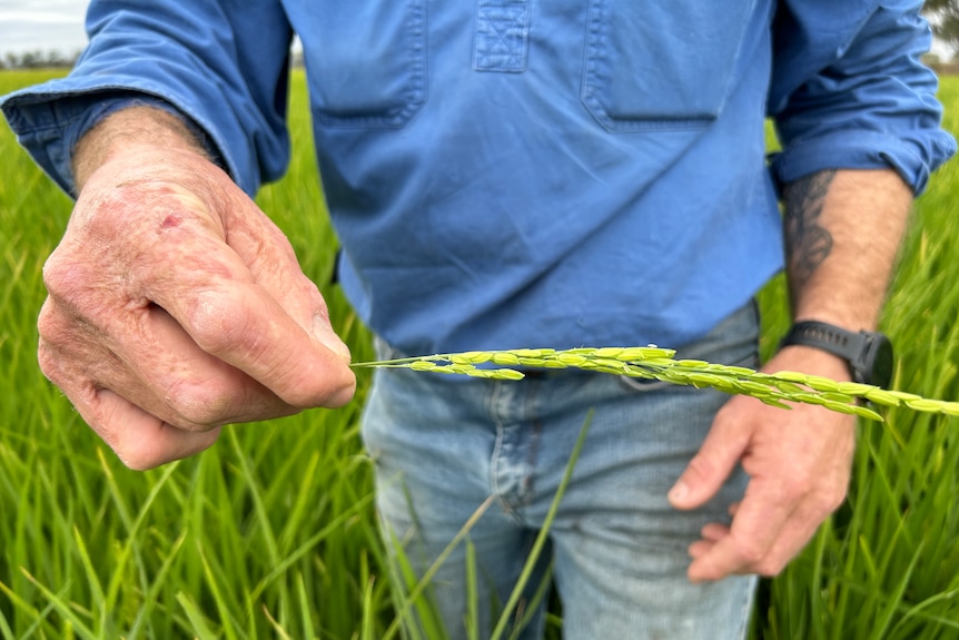 A farmer in a blue shirt and jeans stands in a rice paddy holding a flowering rice head.