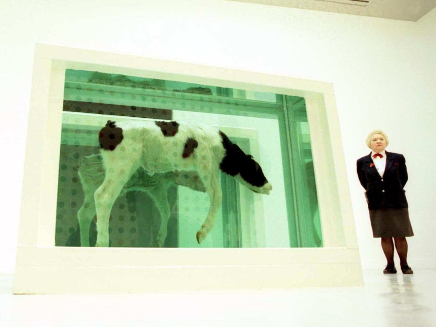 From a low angle you look up at two black-suited gallery attendants standing beside a glass case containing bisected calfs.