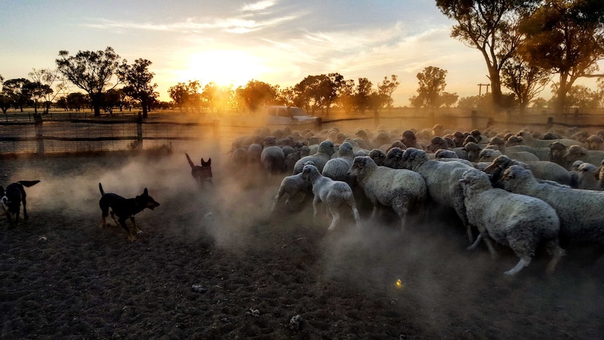 Sheep dogs round up animals