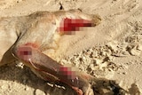 A kangaroo, presumed killed by unrestrained domestic dogs during February 2018 on Main Beach, North Stradbroke Island.
