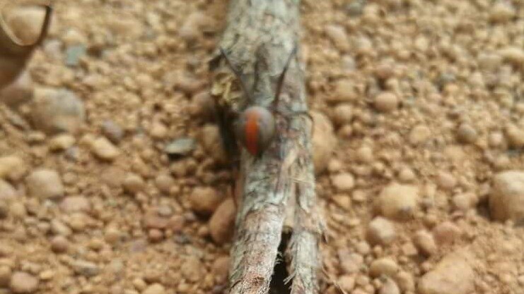 A redback spider on a stick after catching a mouse in its web.