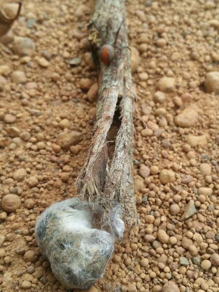 A redback spider on a stick after catching a mouse in its web.