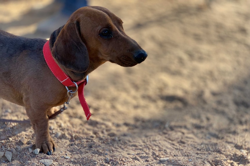 A dachshund standing on outback dirt.  It's brown and has a red collar.
