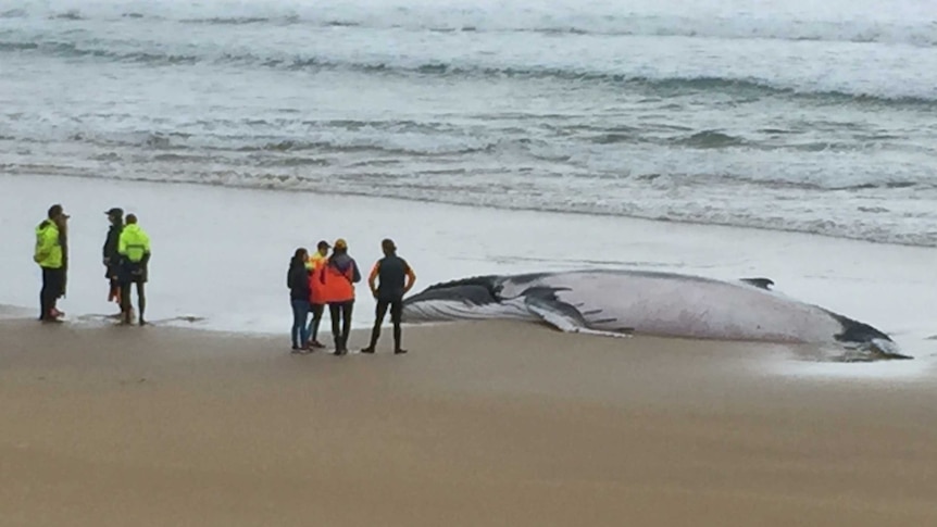 Humpback whale