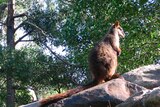 The brush-tailed rock wallaby is one of many Australian species under threat. (File photo)