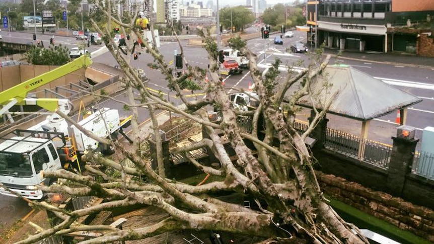 The popular fig tree on Musgrave Road fell on Saturday morning.