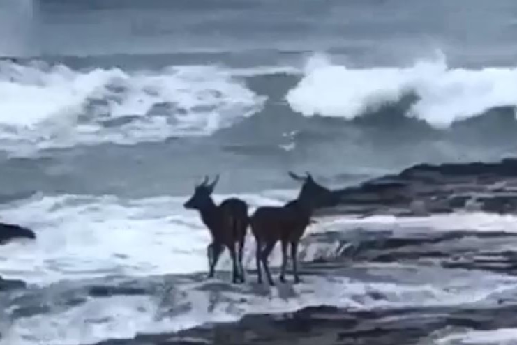 A pair of deer precariously perched on a rock at a Wollongong beach. Whitewater can be seen raging towards them.