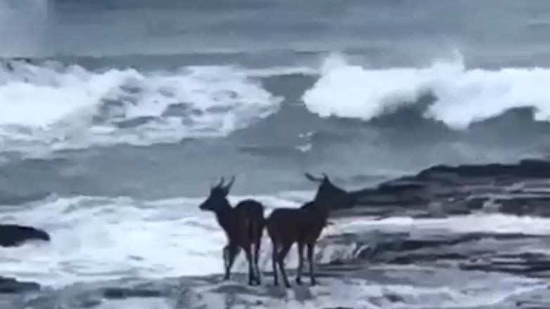 A pair of deer precariously perched on a rock at a Wollongong beach. Whitewater can be seen raging towards them.