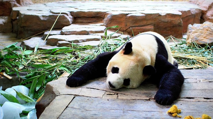 'Panda flu' was observed at a panda conservation centre in China in 2009.
