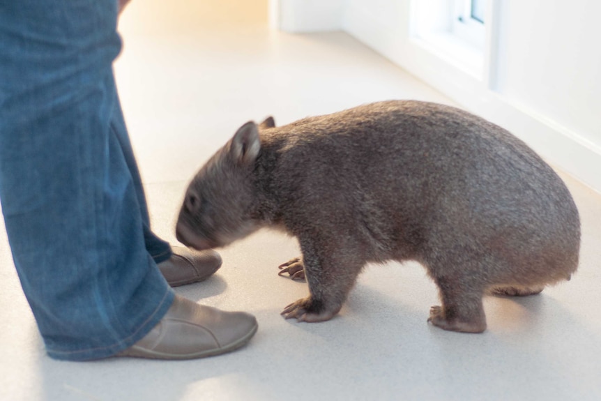Wombat takes a sniff