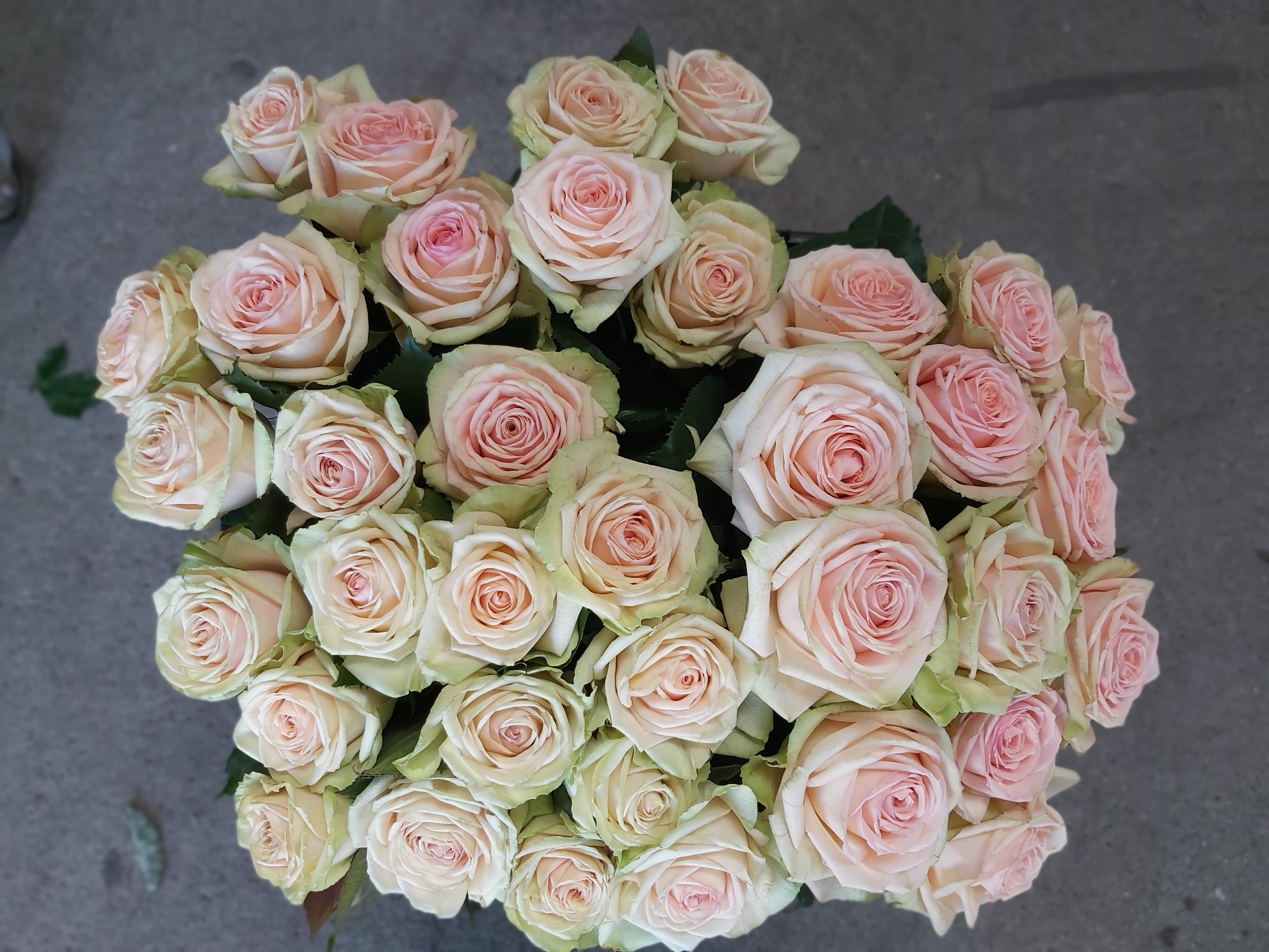 French stamp on Tasmanian rose production paying dividends in cut