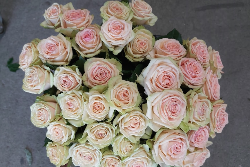 A large bouquet of light-colored roses, seen from above.