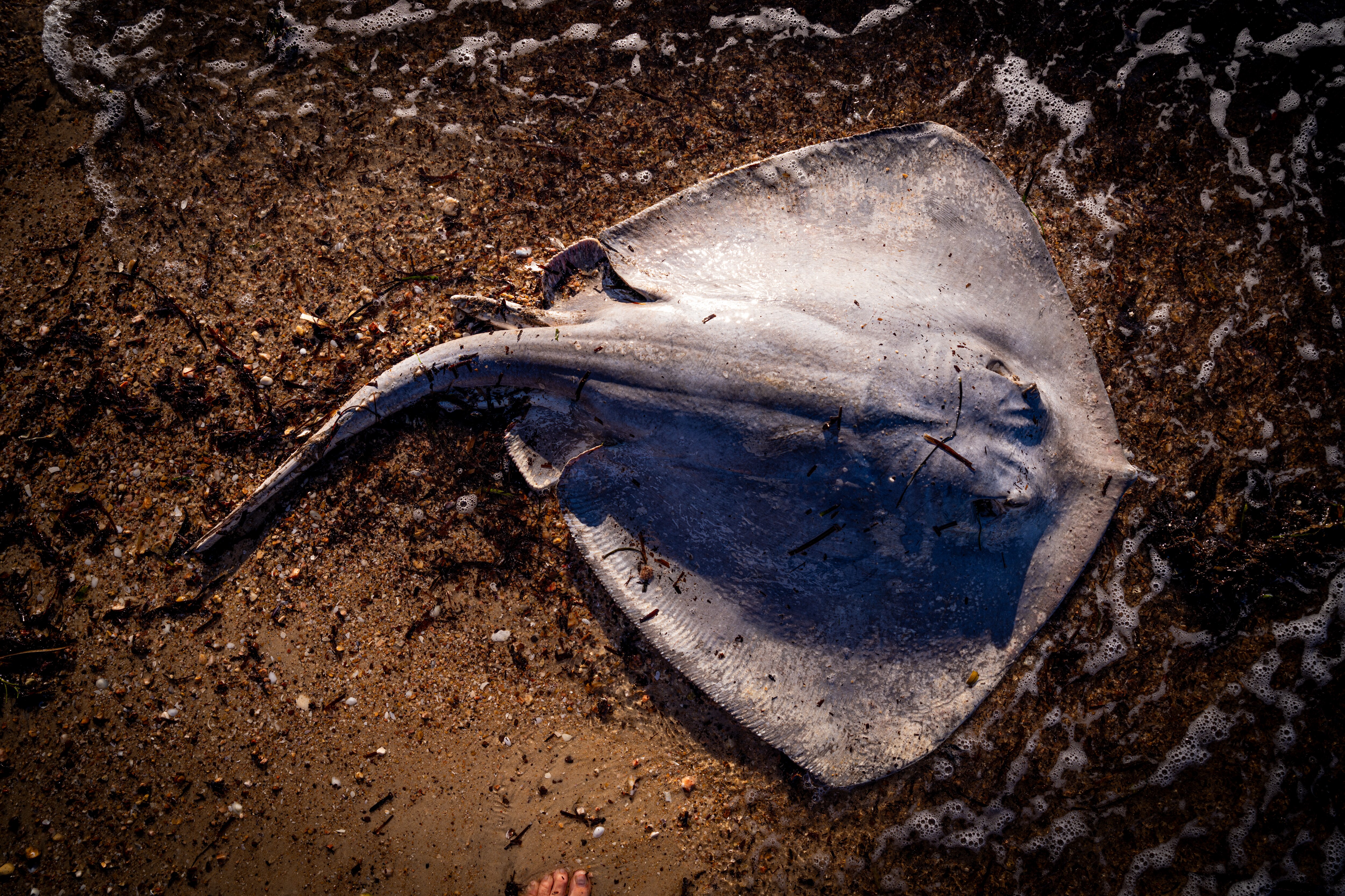 Una criatura del Mar Muerto en una playa.