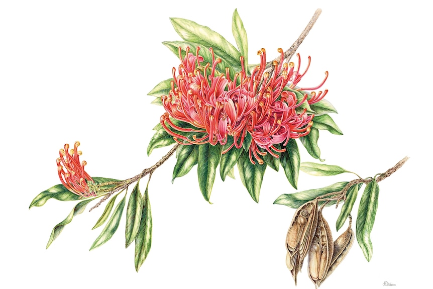 A painting of a red warratah flower and seed pod