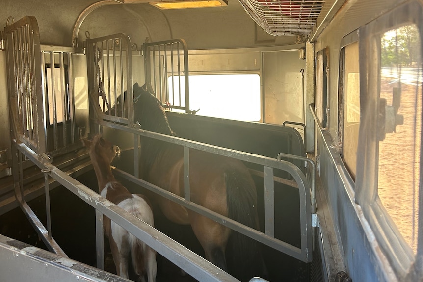 A mother and baby horse stand inside a horse transport trailer.