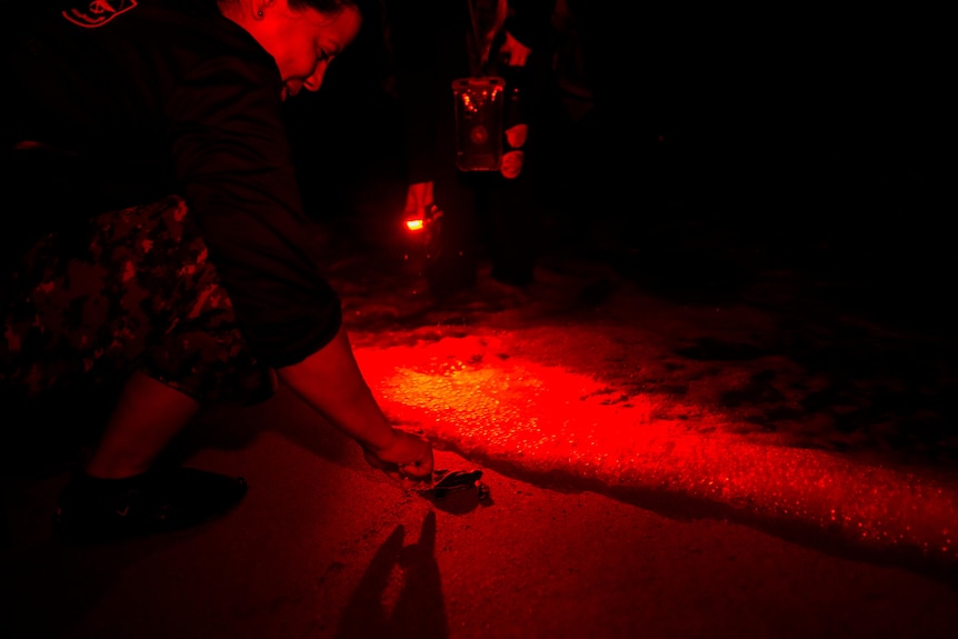 Volunteers release a turtle hatchling into the ocean off Panama at night under a red light