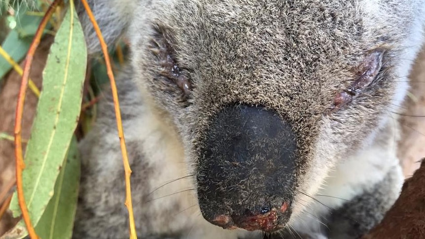 Koalas are bitten around their eyes when they disturb green ant nests.